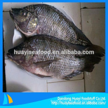 Chinese seafood supplier supply frozen nice quality tilapia low price